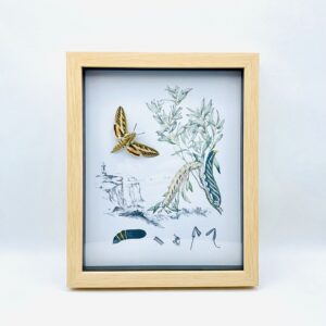 Real moth (Hyles Livornica) with vintage illustrations