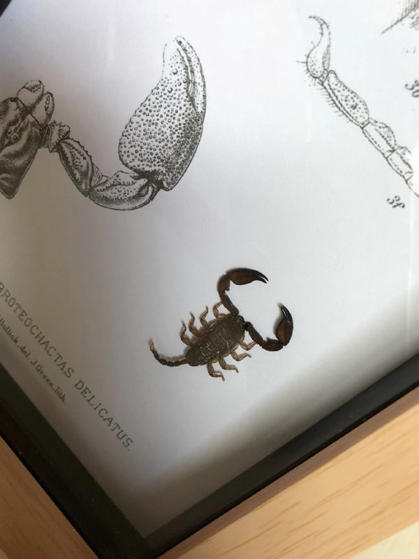 Scorpion frame with vintage illustrations