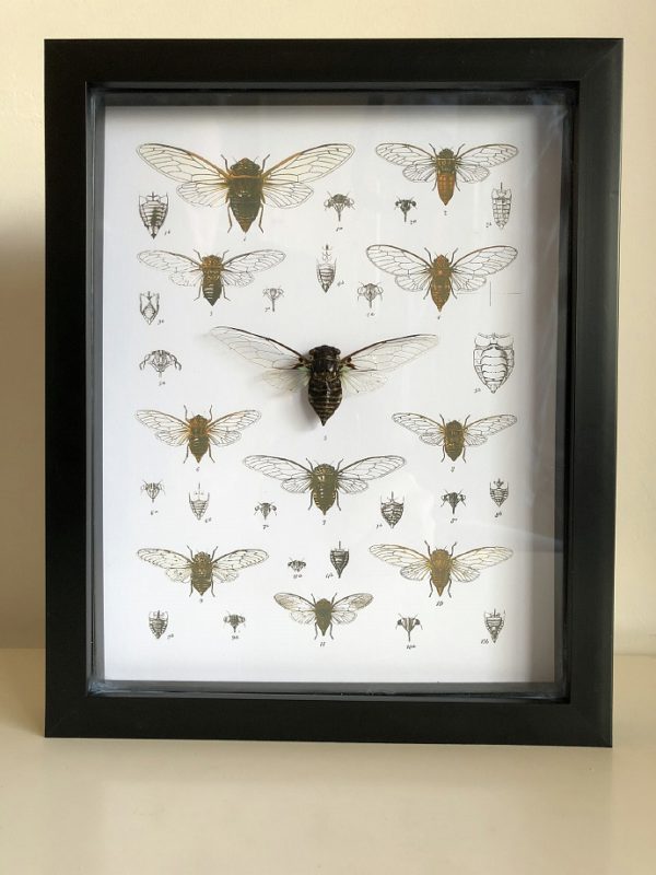 Real cicadidae (sp1) shadow frame with vintage illustrations