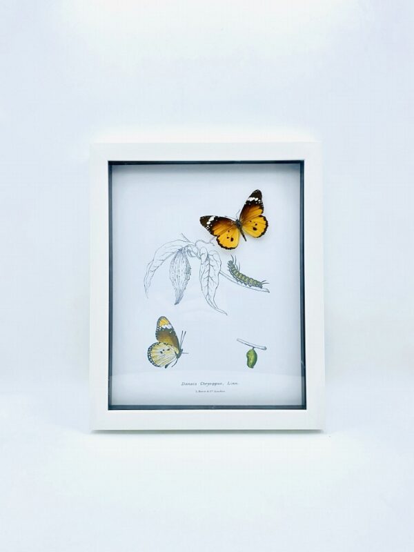 Real butterfly (Danais Chrysippus) with vintage illustrations