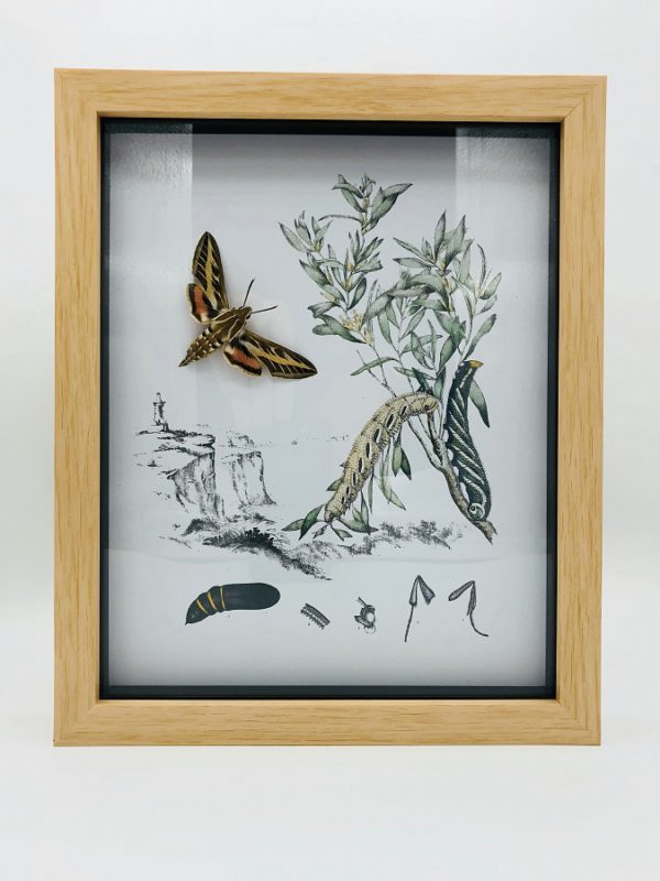 Real moth (Hyles Livornica) with vintage illustrations