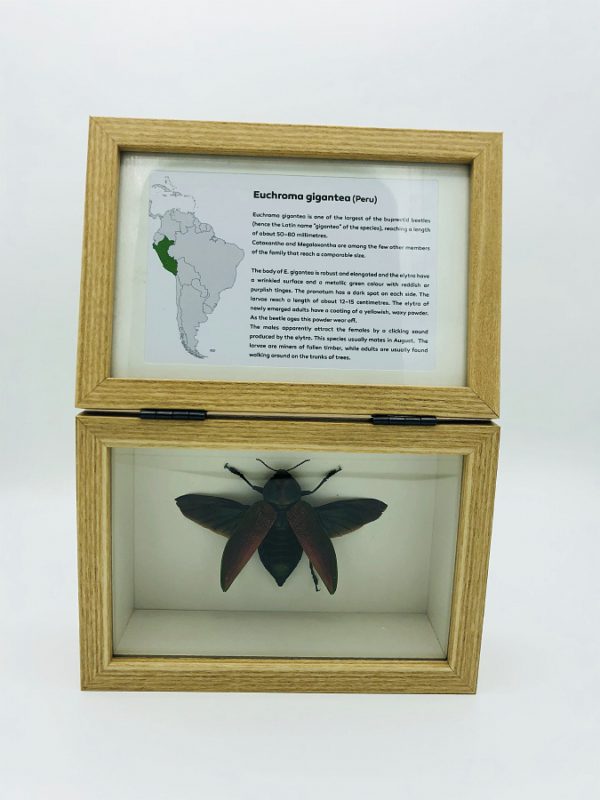 Real insect curious education box (Euchroma Gigantea)