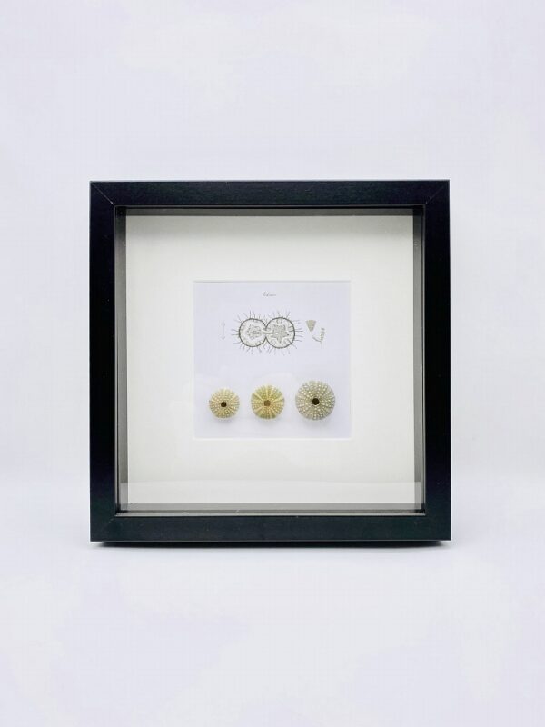 Wooden frame with 3 real sea urchins (Echinus)