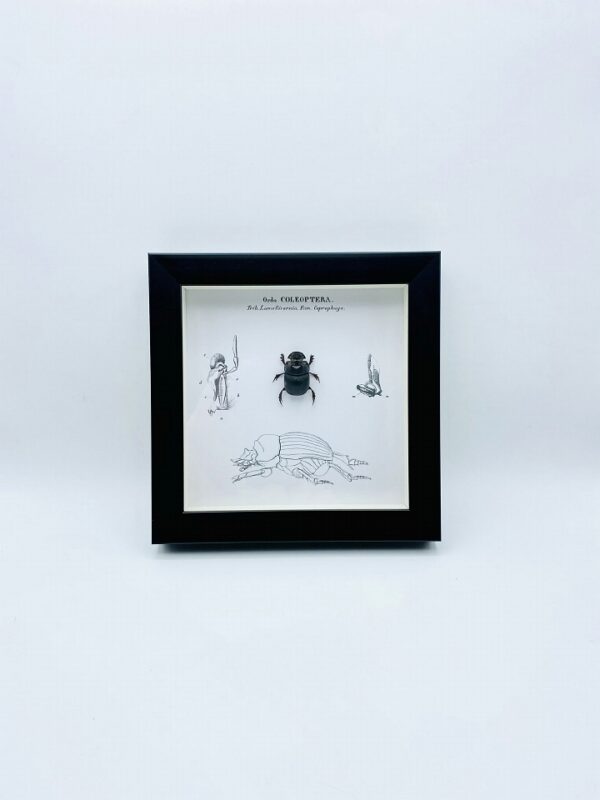 Wooden frame with real Scarabe & illustrations