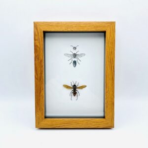 Real Wasp (L) - Hymenoptera sp frame with anatomical image