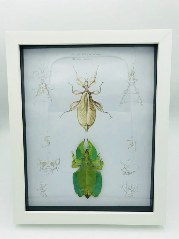 Real walking leaf (Phylliidae) with vintage illustrations
