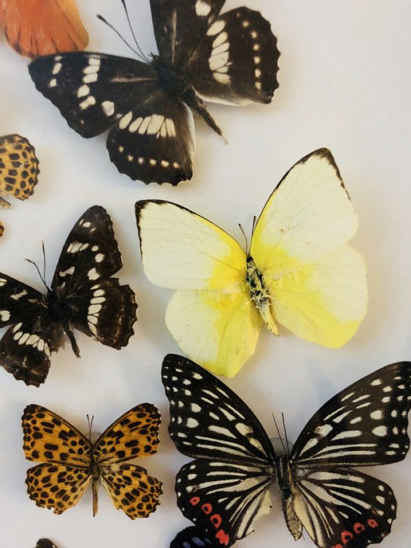 Natural History Curiosities - Large butterfly frame