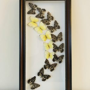 Natural History Curiosities - Large butterfly frame