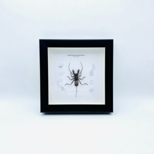 Wooden frame with real whip scorpion (Thelyphonida)