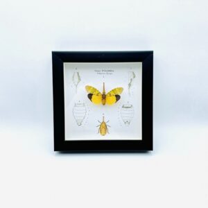 Wooden frame with real Lantern Bug (Fulgora Pyrops) & illustrations