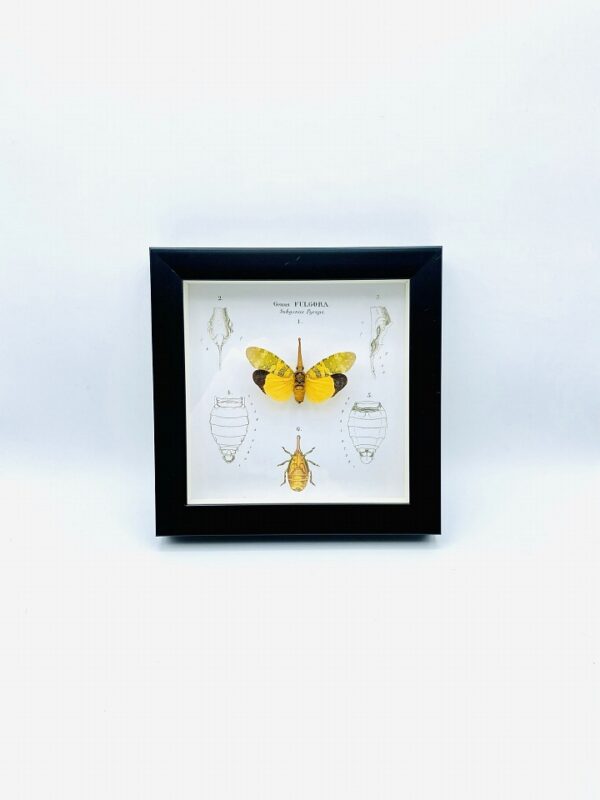 Wooden frame with real Lantern Bug (Fulgora Pyrops) & illustrations