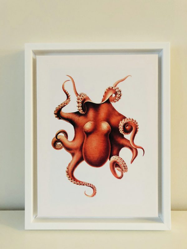 "The Cephalopoda" Octopus frame