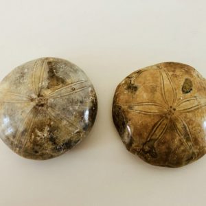 Fossilized Sand Dollars
