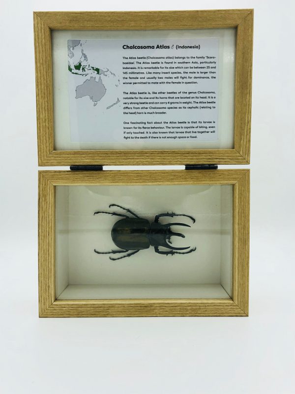Real insect curious education box (Chalcosoma Atlas)