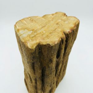 Petrified wood