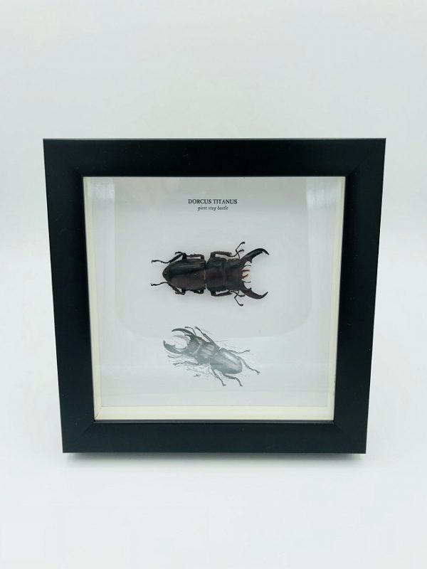 Giant Stag beetle (dorcus titanus)