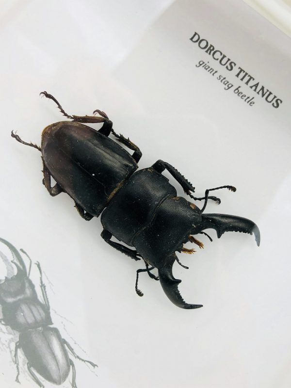 Giant Stag beetle (dorcus titanus)