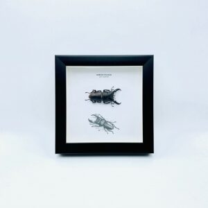 Wooden frame with Dorcus Titanus stag beetle