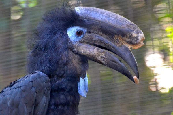 Male Black-casqued Hornbill skull