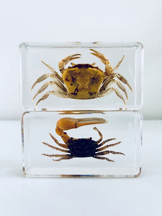 Crab in resin