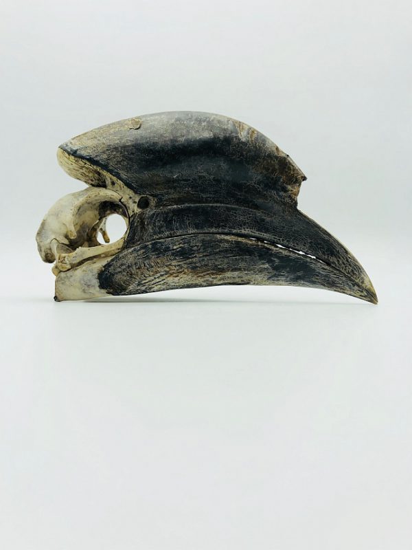 Male Black-casqued Hornbill skull