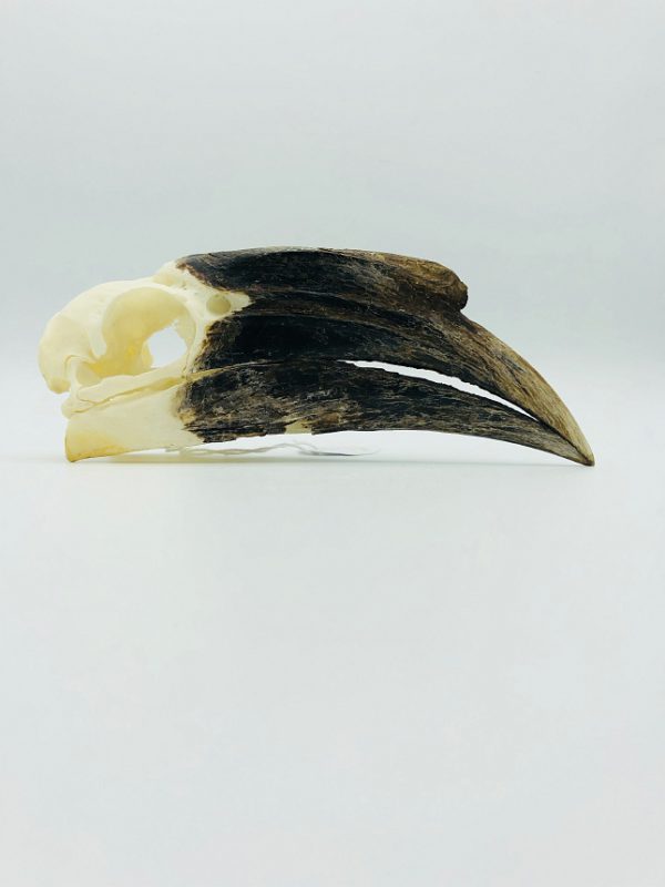 female Black-casqued Hornbill skull