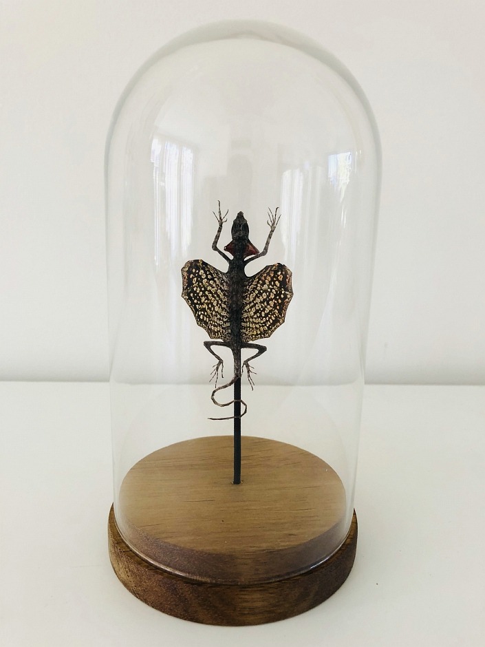 Glass dome with Draco volans