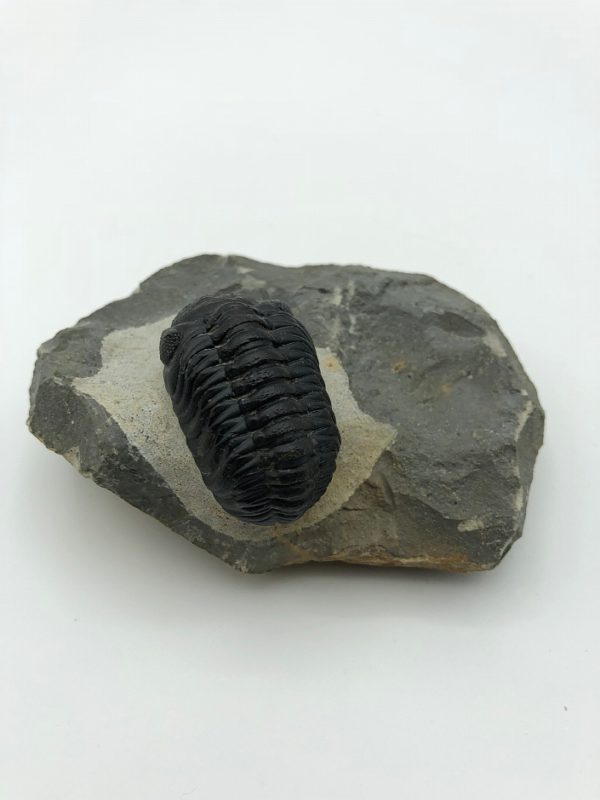 Fine trilobite – Reedops cephalotes hamlagdadianus – 3.9 cm