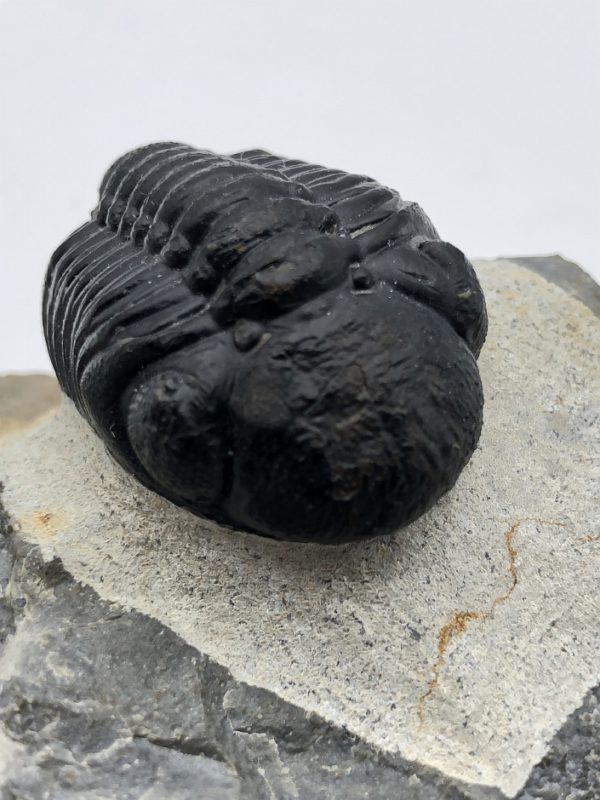 Fine trilobite – Reedops cephalotes hamlagdadianus – 3.9 cm