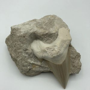 Otodus obliquus tooth