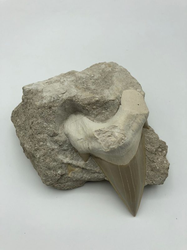 Otodus obliquus tooth