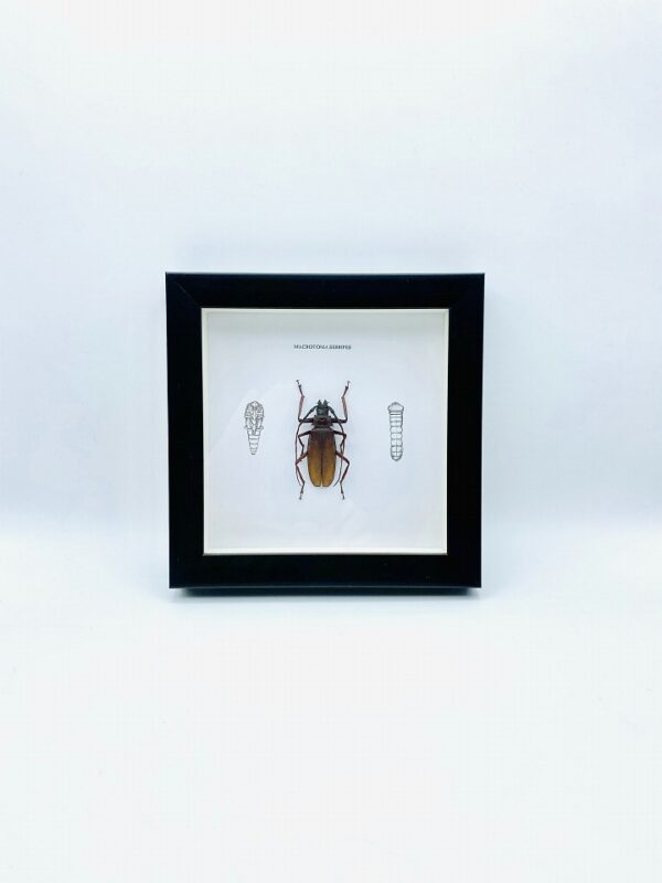 Wooden frame with beetle (Macrotoma Serripes)
