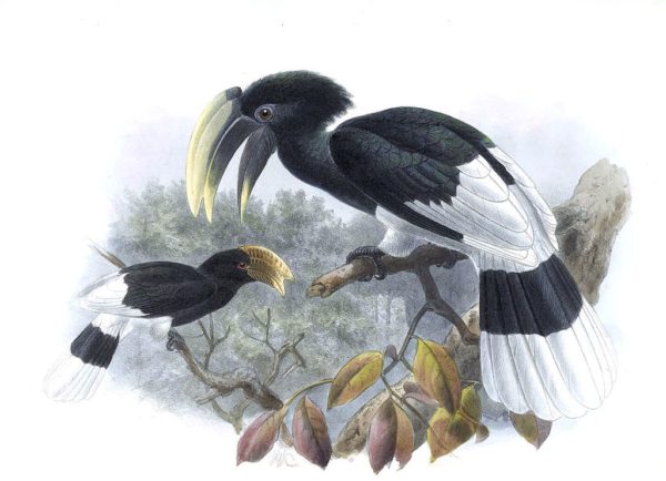 White-thighed hornbill