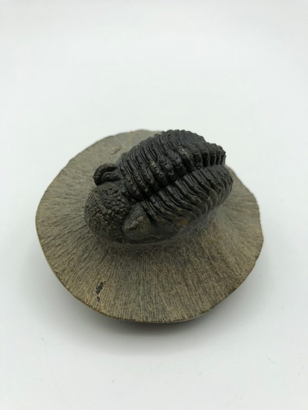 Juvenile trilobite – Drotops armatus