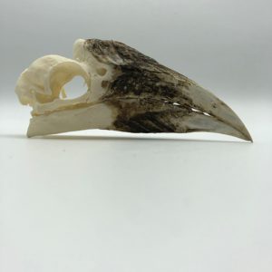 White-thighed hornbill skull
