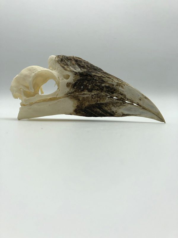 White-thighed hornbill skull