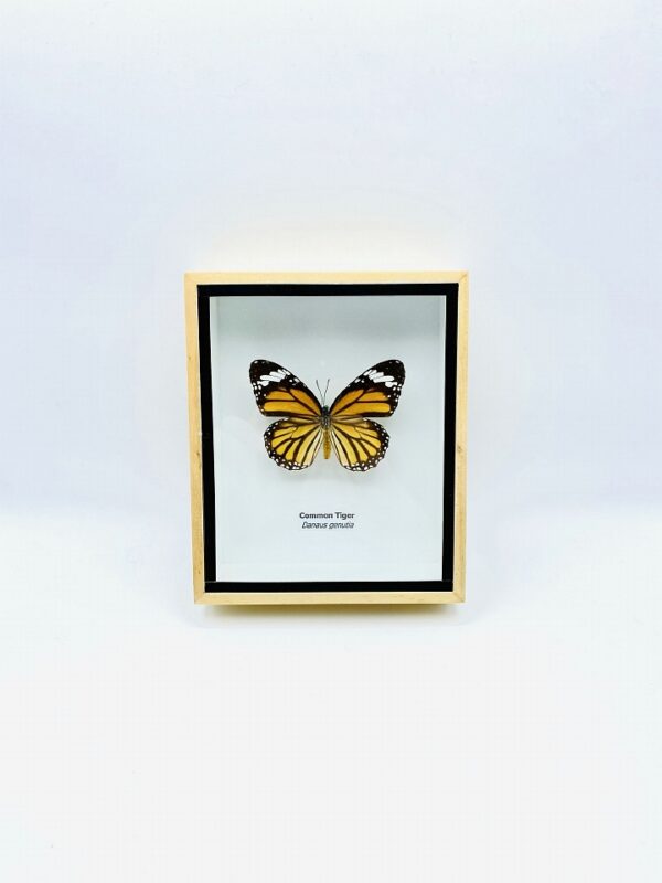 Framed Common Tiger (Danaus Genutia) butterfly