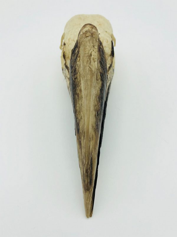 Western Piping Hornbill