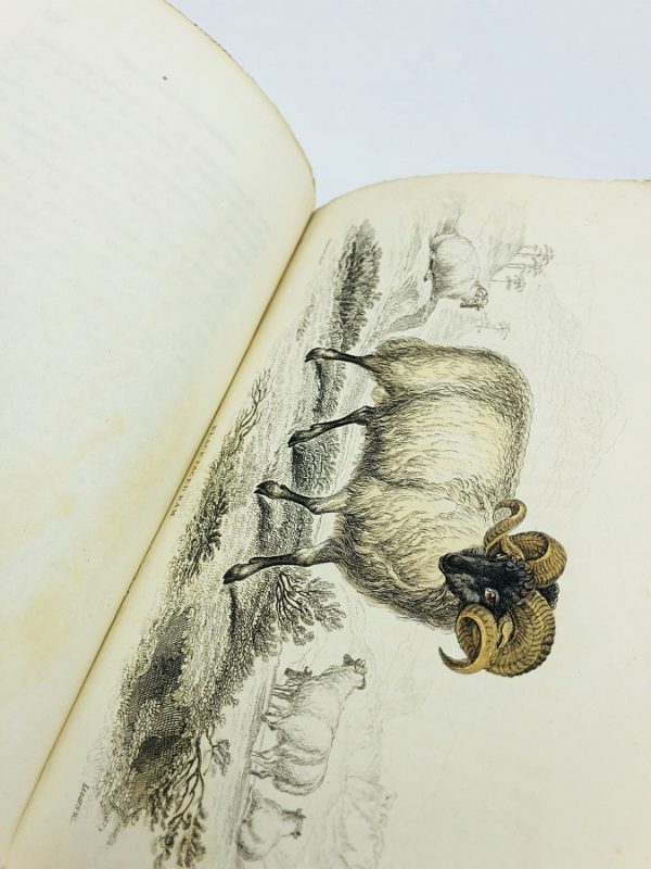 William Jardine - Naturalist's Library: Mammalia, Volume IV, Ruminantia, Part II - 1836