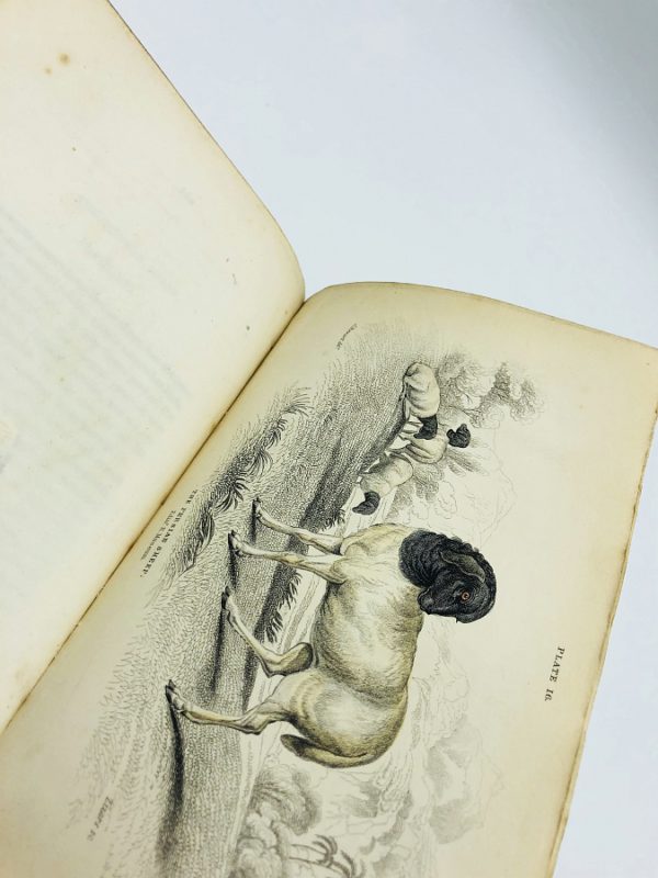William Jardine - Naturalist's Library: Mammalia, Volume IV, Ruminantia, Part II - 1836