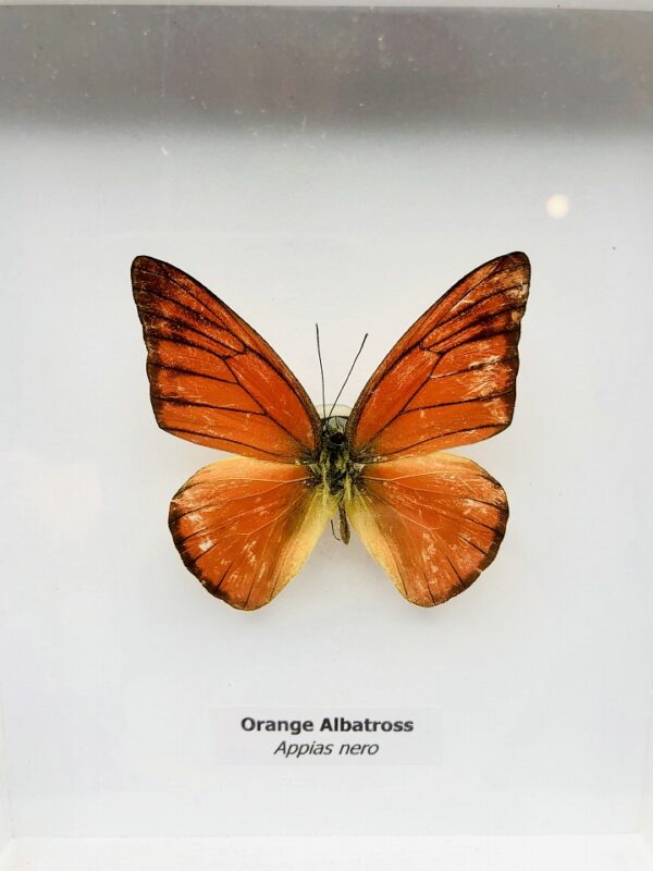 Framed Orange Albatross (Appias Nero) butterfly