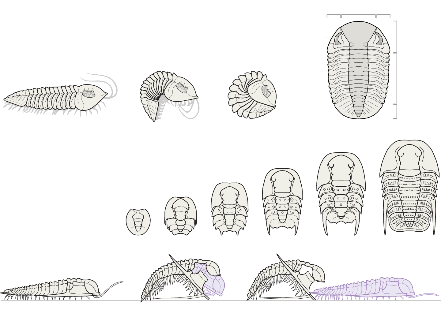 Enrolled trilobites