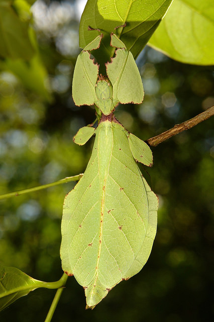Walking leaf