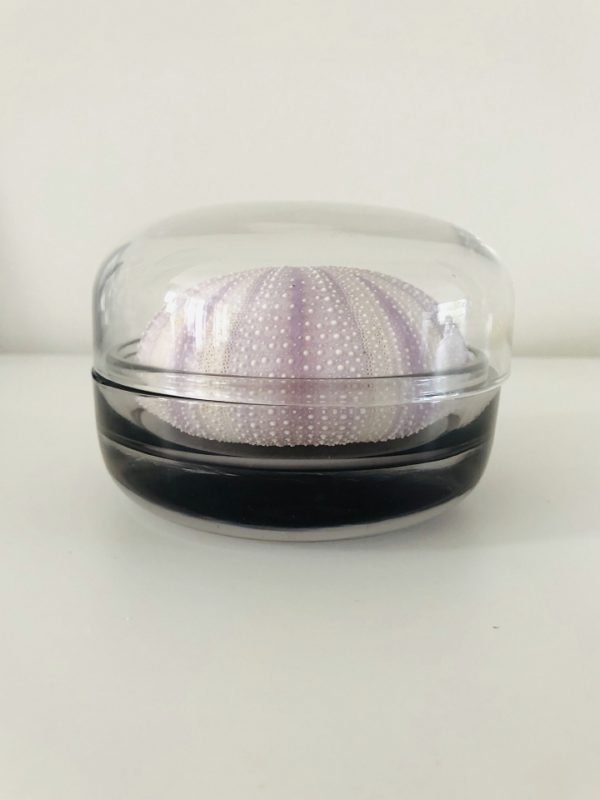 Sea Urchin in Glass box