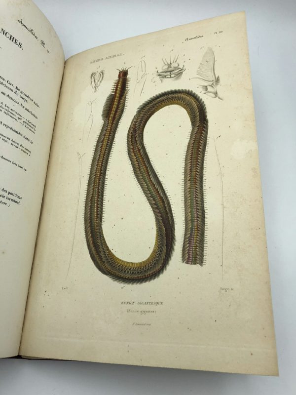 [H.] Milne Edwards - Le règne animal distribué d'après son organisation - 1840