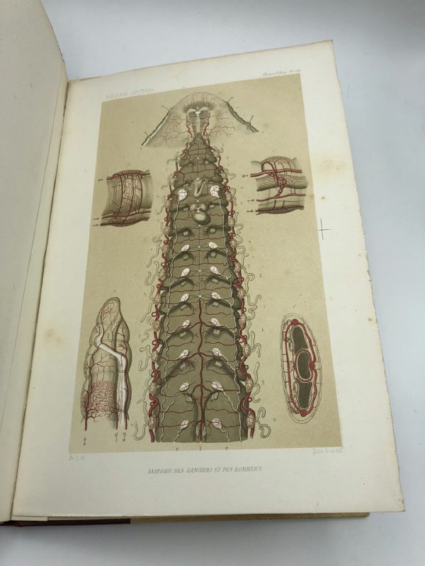 [H.] Milne Edwards - Le règne animal distribué d'après son organisation - 1840