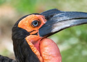 The world of hornbills