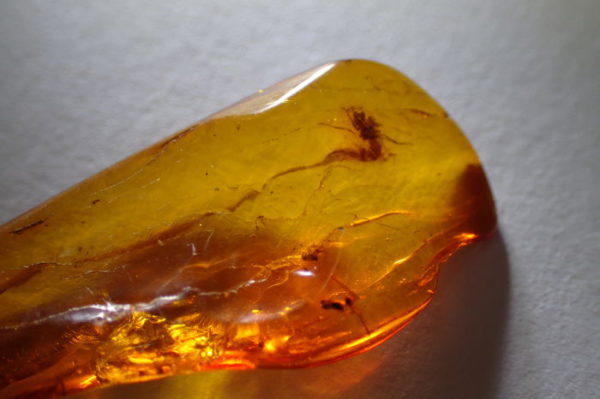 Amber with inclusions