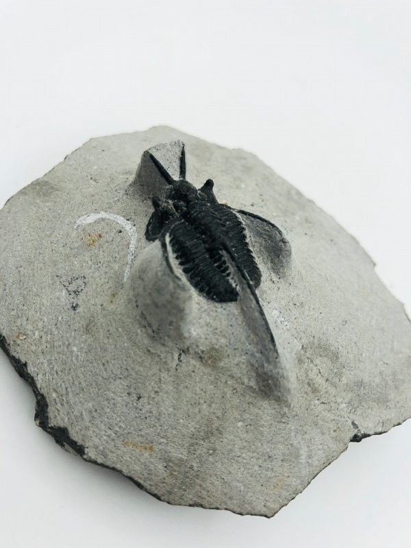 Unique 'Devil Horns' Trilobite - Cyphaspis walteri