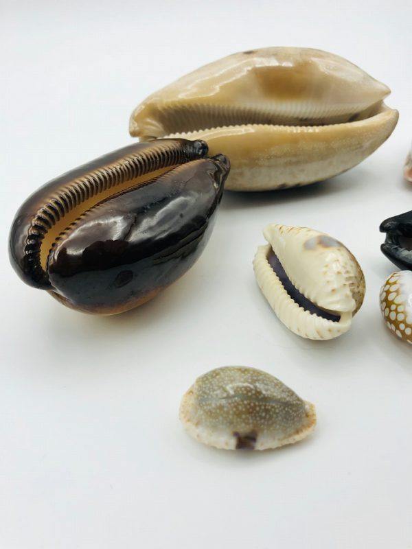 Collection of Cypraeidae/cowry shells